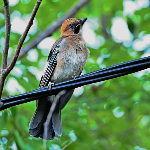 Photo #13738388