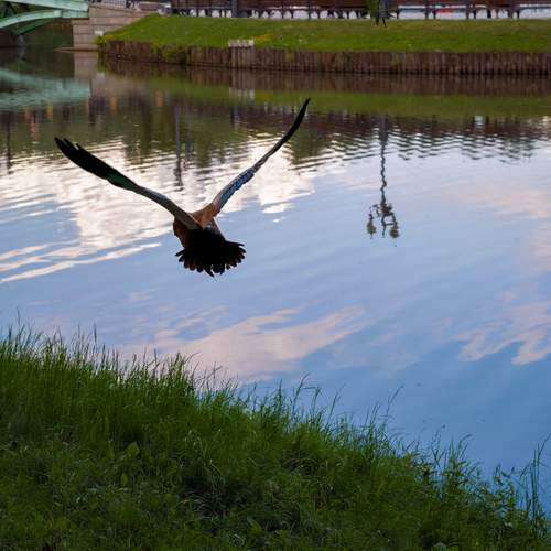 Photo #13738504