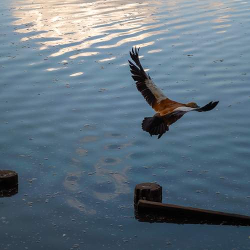 Photo #13738505