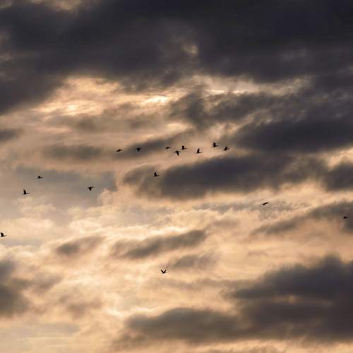 Photo #13738517
