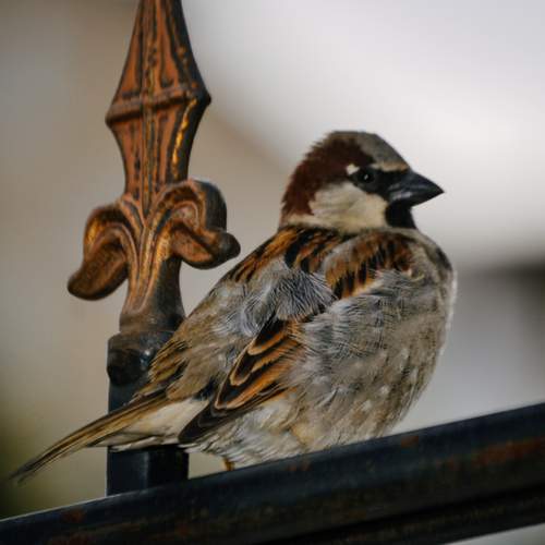 Photo #13738524