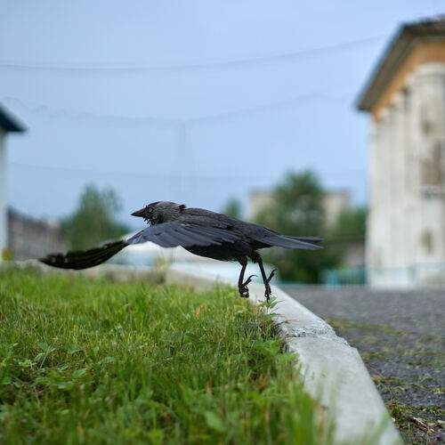 Photo #13738548