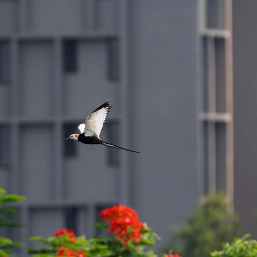 Prabhat Ghosh