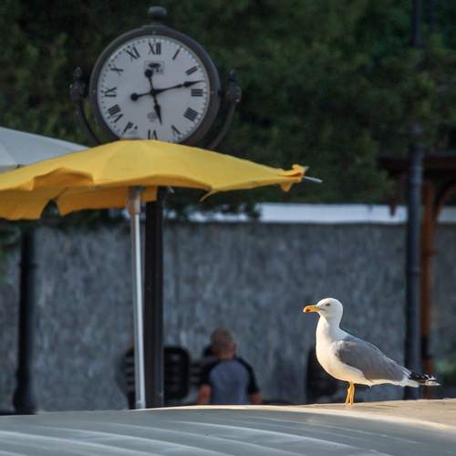 Photo #13738681