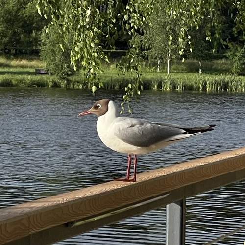 Photo #13738772