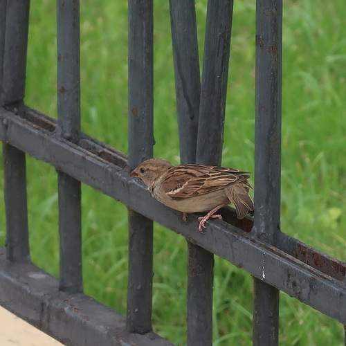 Photo #13738829
