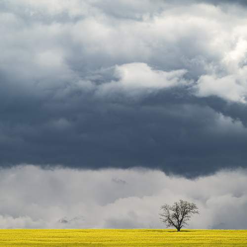 Storm and yellow
