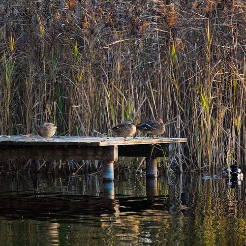 Photo #13738845