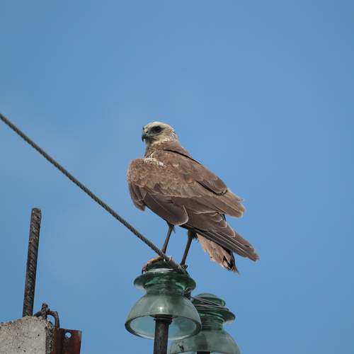 Photo #13738852