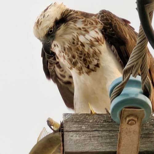 Photo #13738879