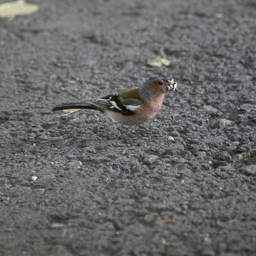 Photo #13738915