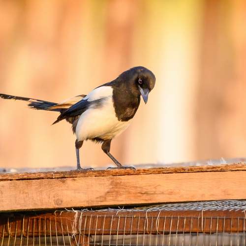 Photo #13739003