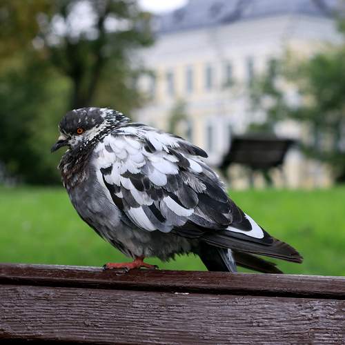Photo #13739017