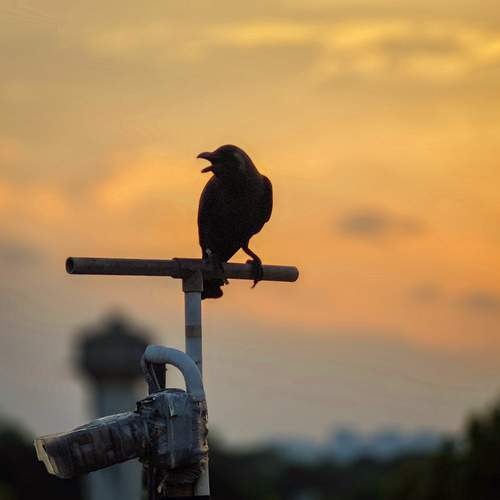 Photo #13739261