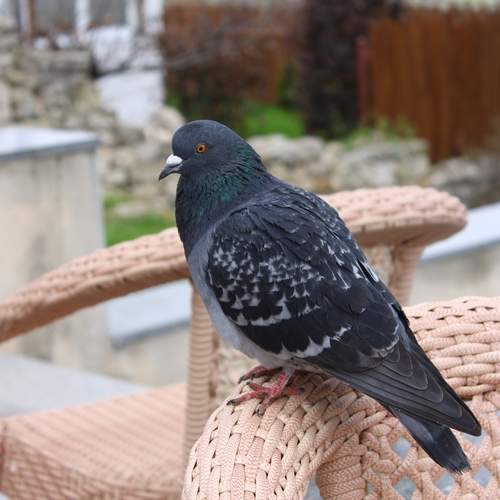 Photo #13739336