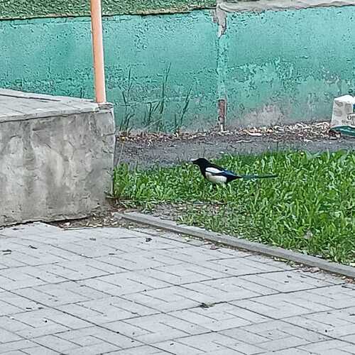 Photo #13739402