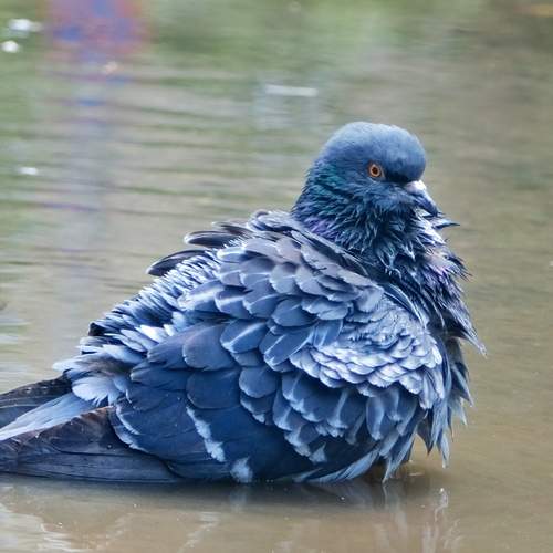 Photo #13739450