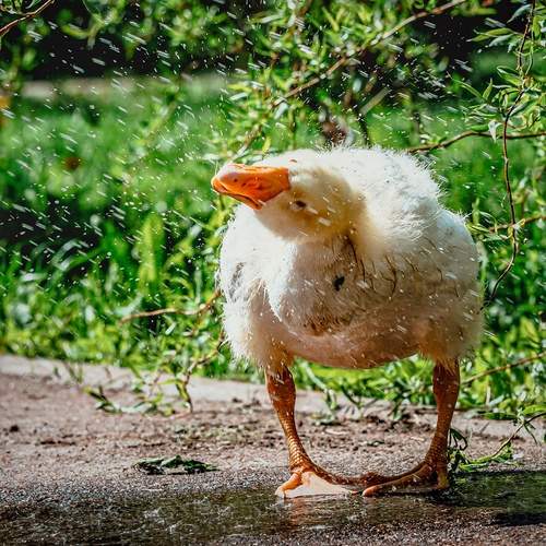 Photo #13739513