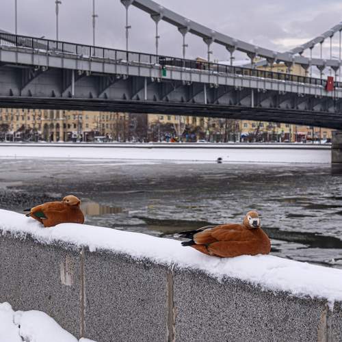 Photo #13739595