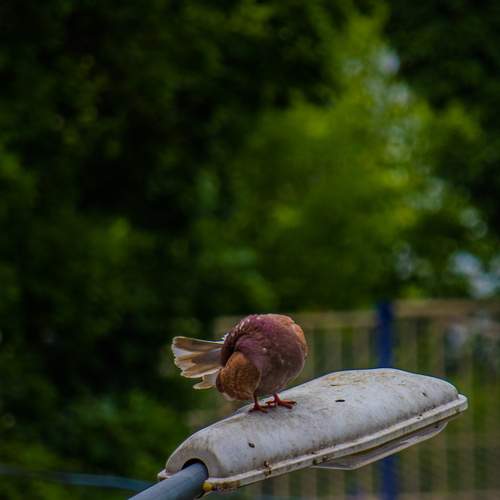 Photo #13739644