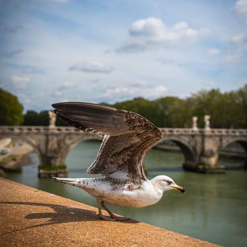 Photo #13739719