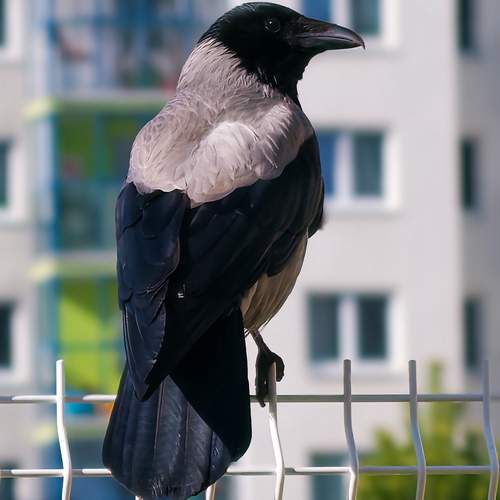 Photo #13739801