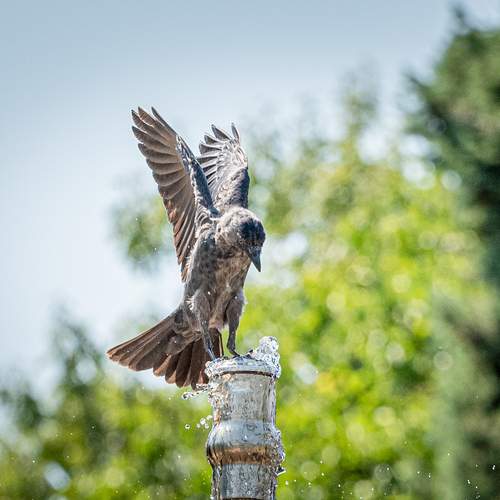 Photo #13739947