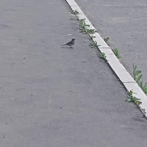 Photo #13740032