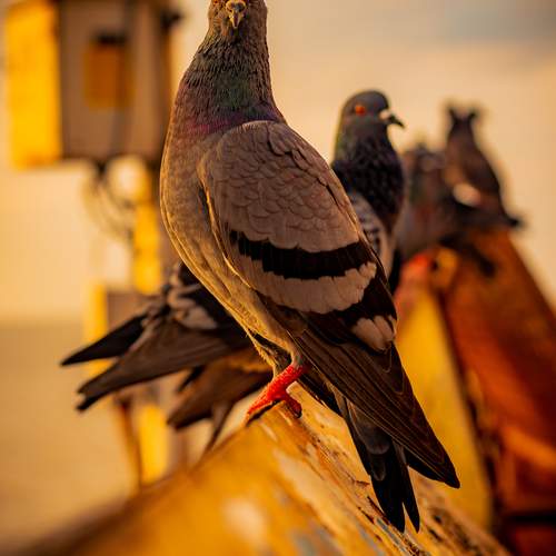 Photo #13740213