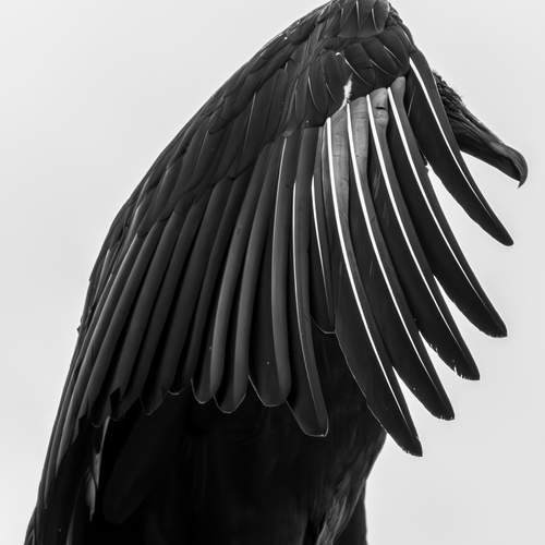 Photo #13740285