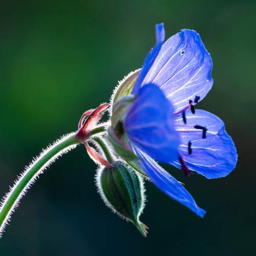 Sunny flower