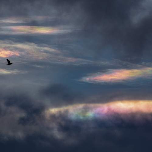 Bird flying through iridescent clouds