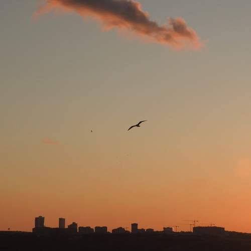 Photo #13742570