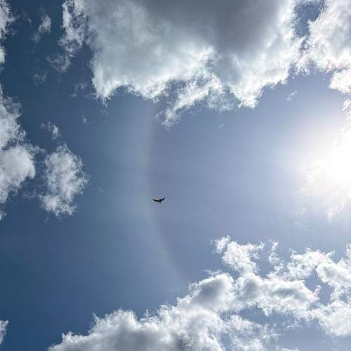 Photo #13746291