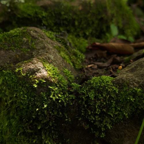 Acercamiento natural