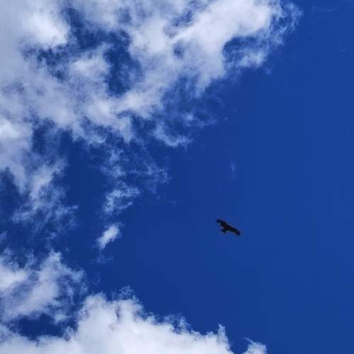 Photo #13747566