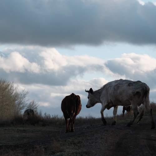 Photo #13749431