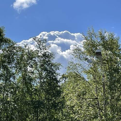 Photo #13749519