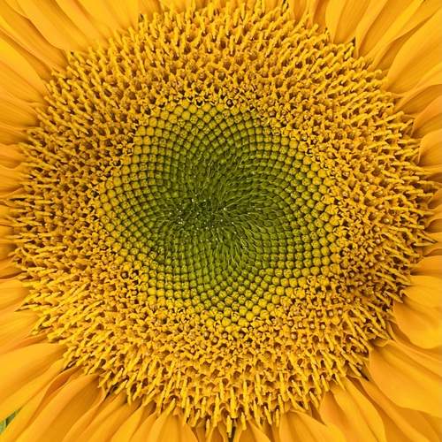 Sunflower heart