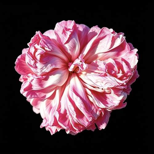 A Bloom gofter by nature