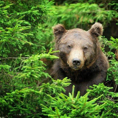 Bear