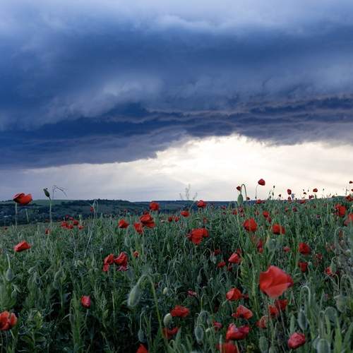 Photo #13750844