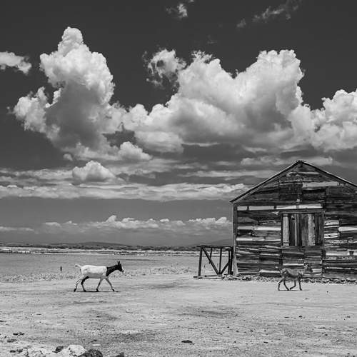 Photo #13750995