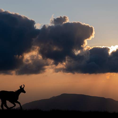 Photo #13751509