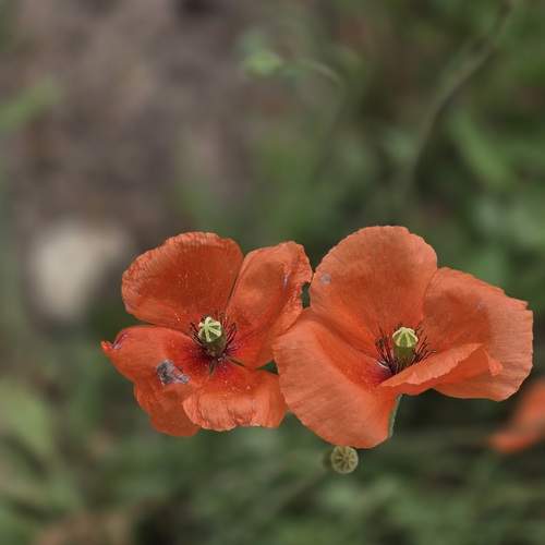Photo #13752518