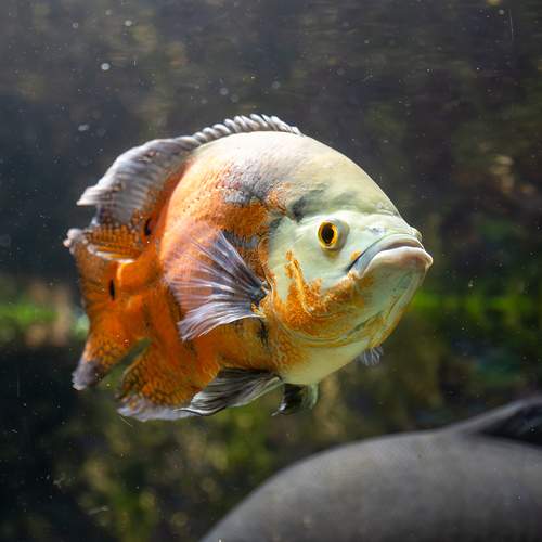 Photo #13754311