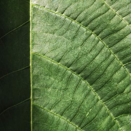 Green Topography