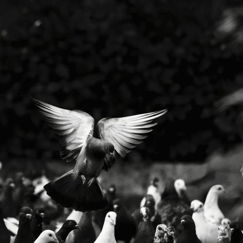 The Angel’s Wings