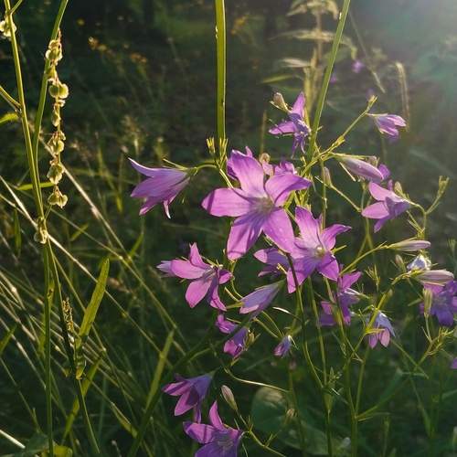 Photo #13756459