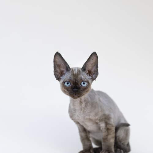 Photo #13756905